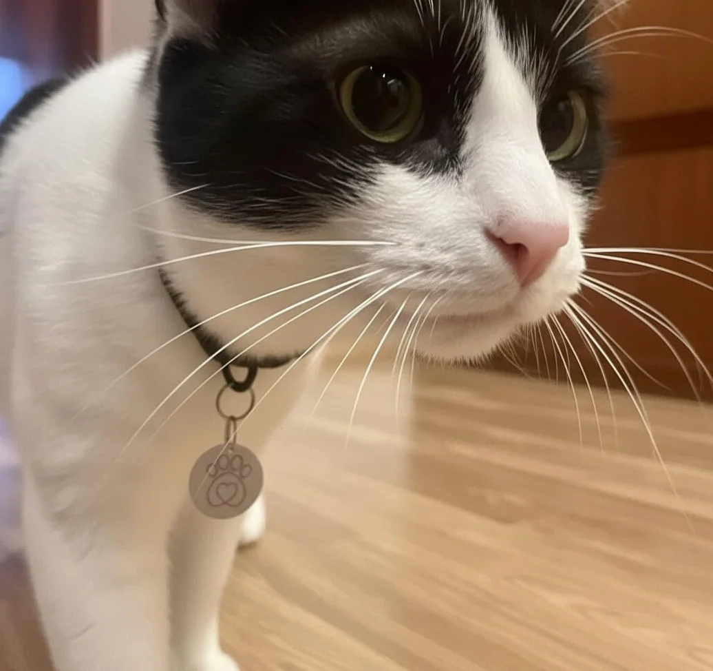 Lot de 2 étiquettes de collier RFID Petsafe pour clé à disque