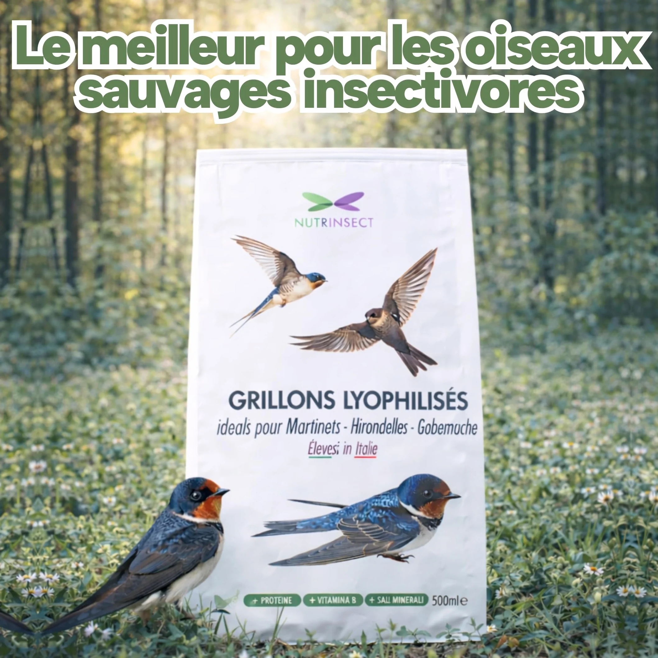 Grillons Lyophilisés 500 ML Insectes Comestibles Riches en Protéines Nourriture Oiseaux