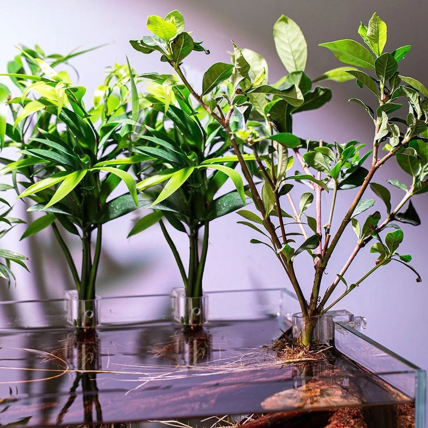 Supports pour plantes d'aquarium en acrylique - Lot de 6 clips réutilisables - Convient pour verre 0,39"-0,6"