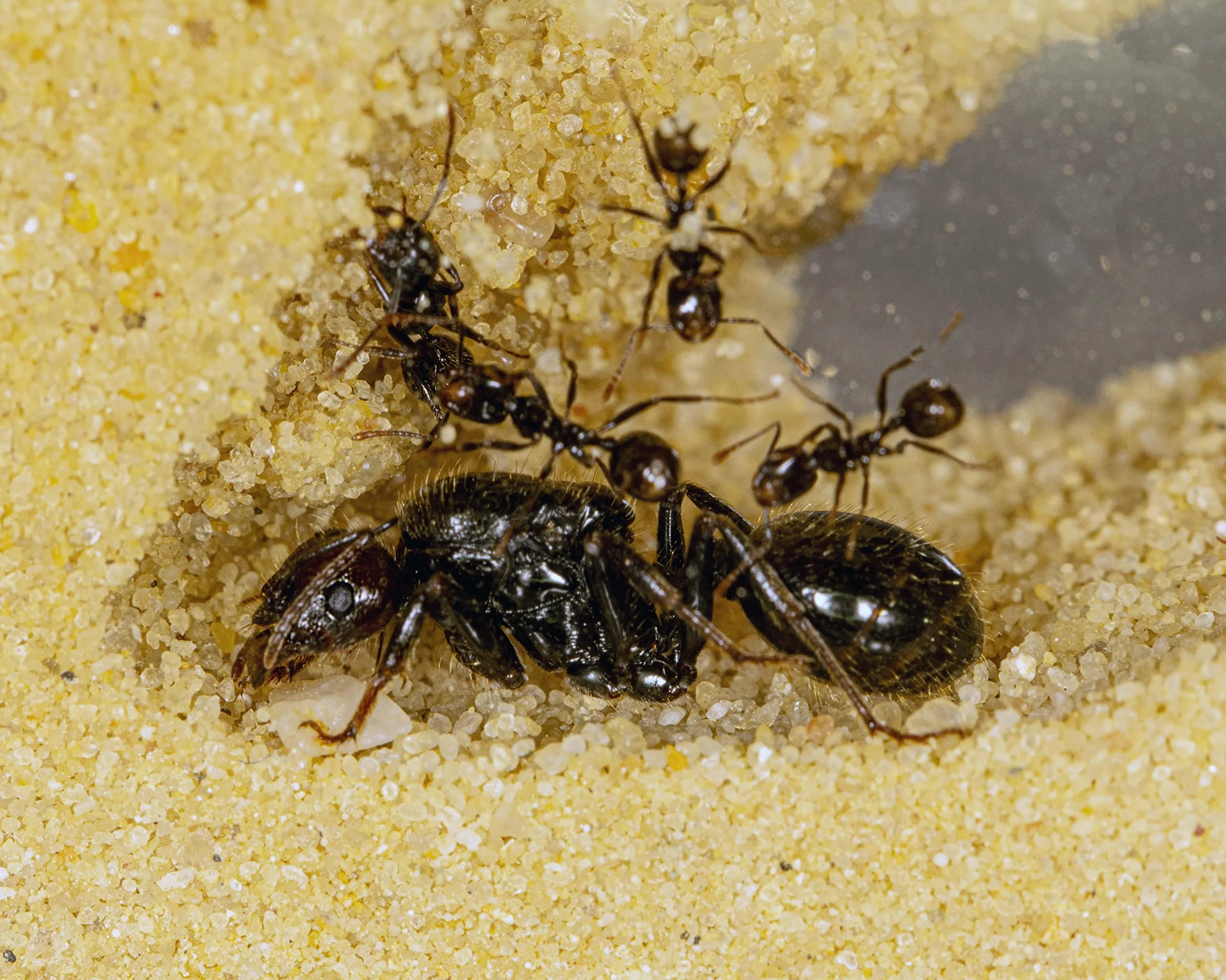 AntHouse Fourmilière Naturelle en Sable Kit Acrylique 15x15x1,5 cm Fourmis Incluses