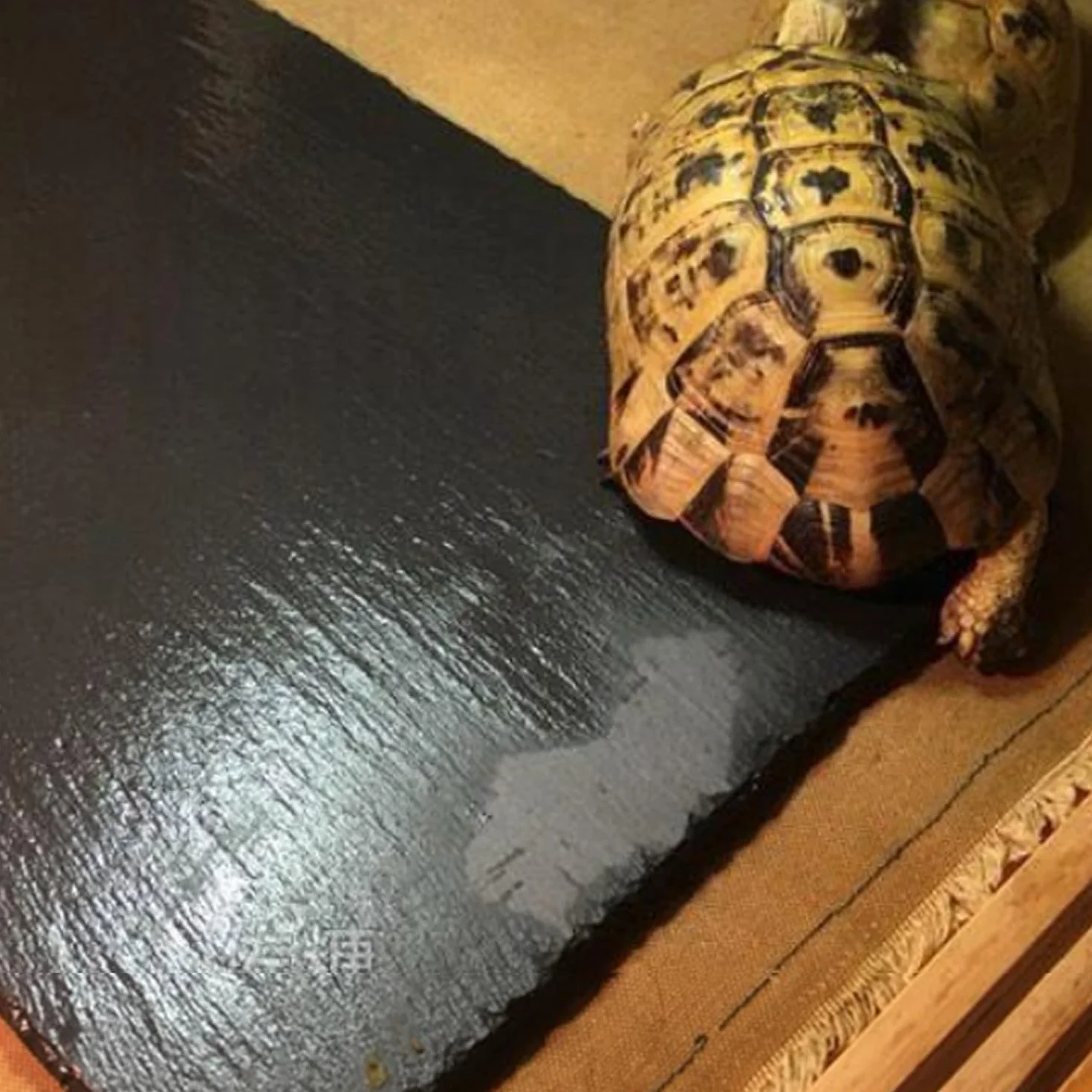 Ardoise Pour Animaux De Compagnie Grimpante, Brosse À Cheveux, Plate-Forme De Bain Pour Tortue, Pinceau À Outils De Peinture