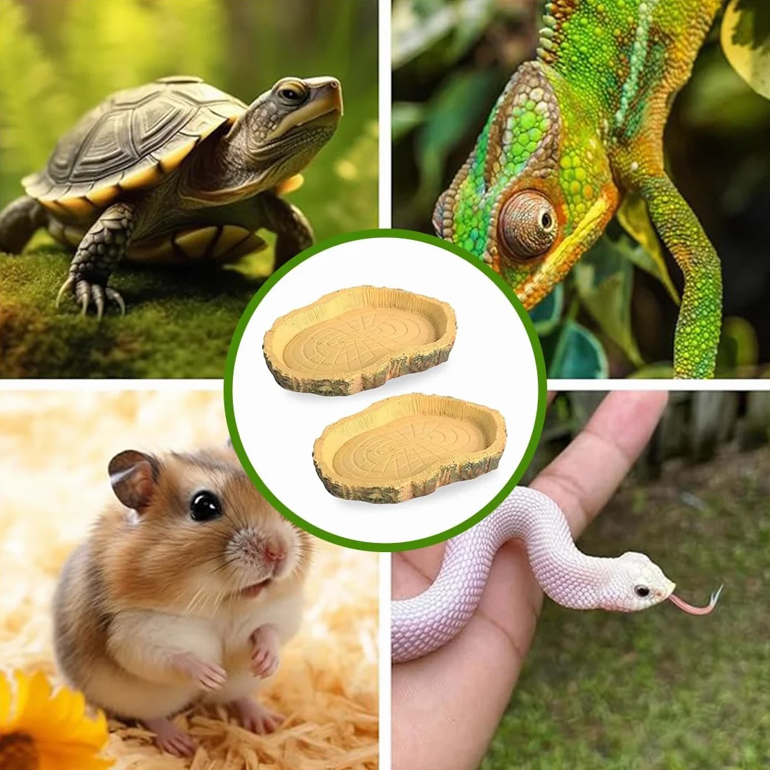 Bol d'Alimentation pour Reptiles 2 pièces Nourriture Tortue en Feuilles
