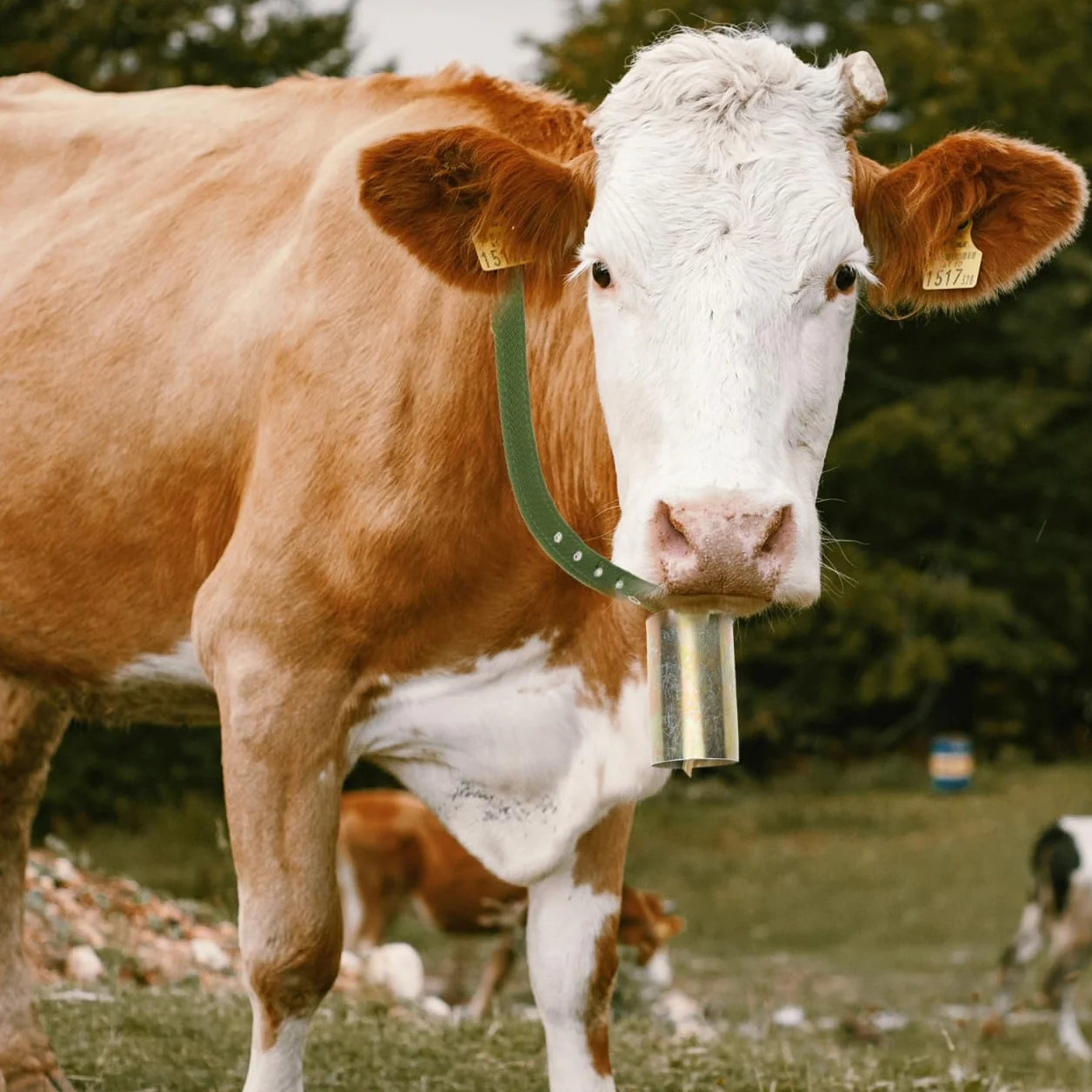STOBAZA Cloche de pâturage pour bétail et moutons Sonnette en bronze avec son fort