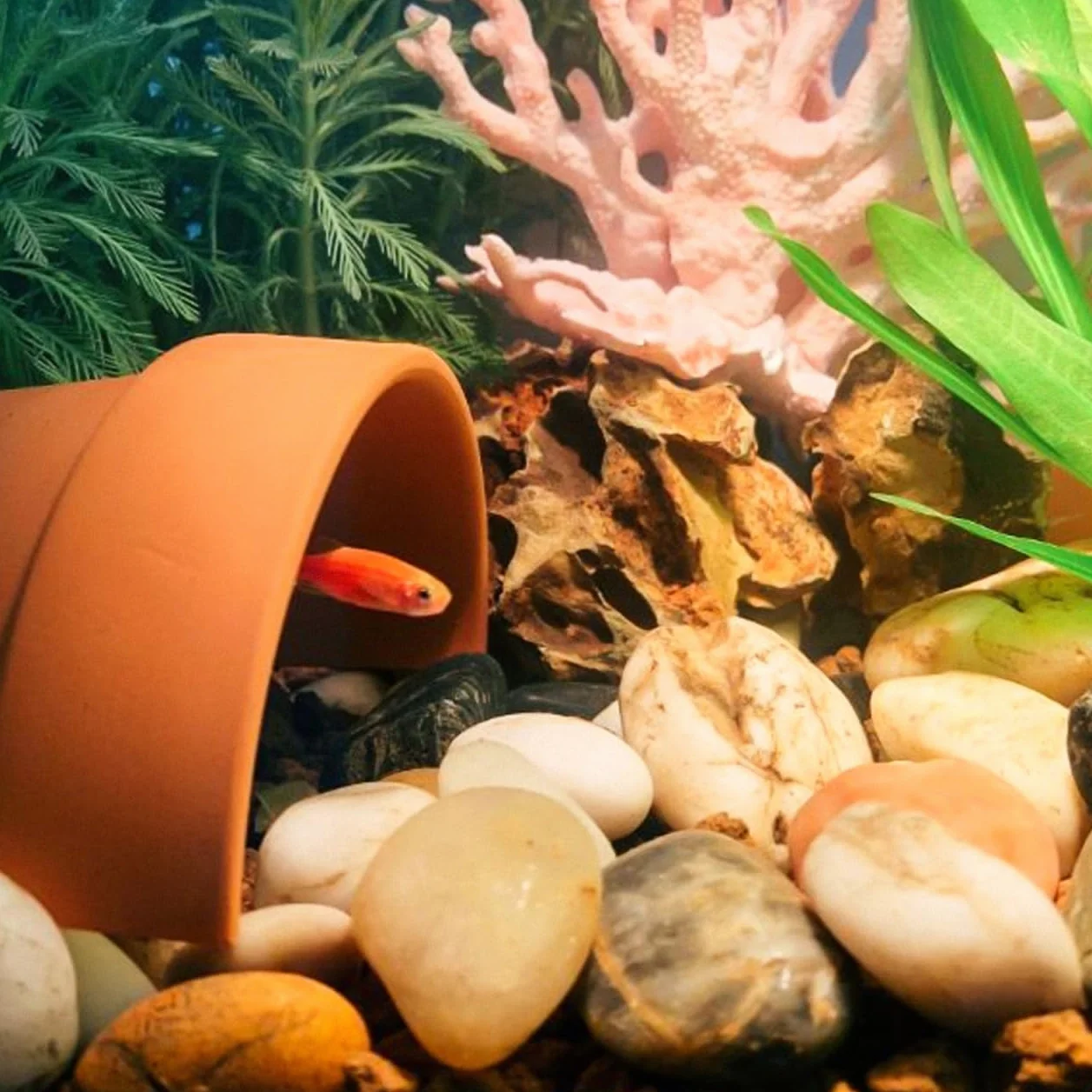 Yardwe Cachette Reptile Naturelle Plateforme Multifonction pour Terrarium 3.94x3.94x3.94in