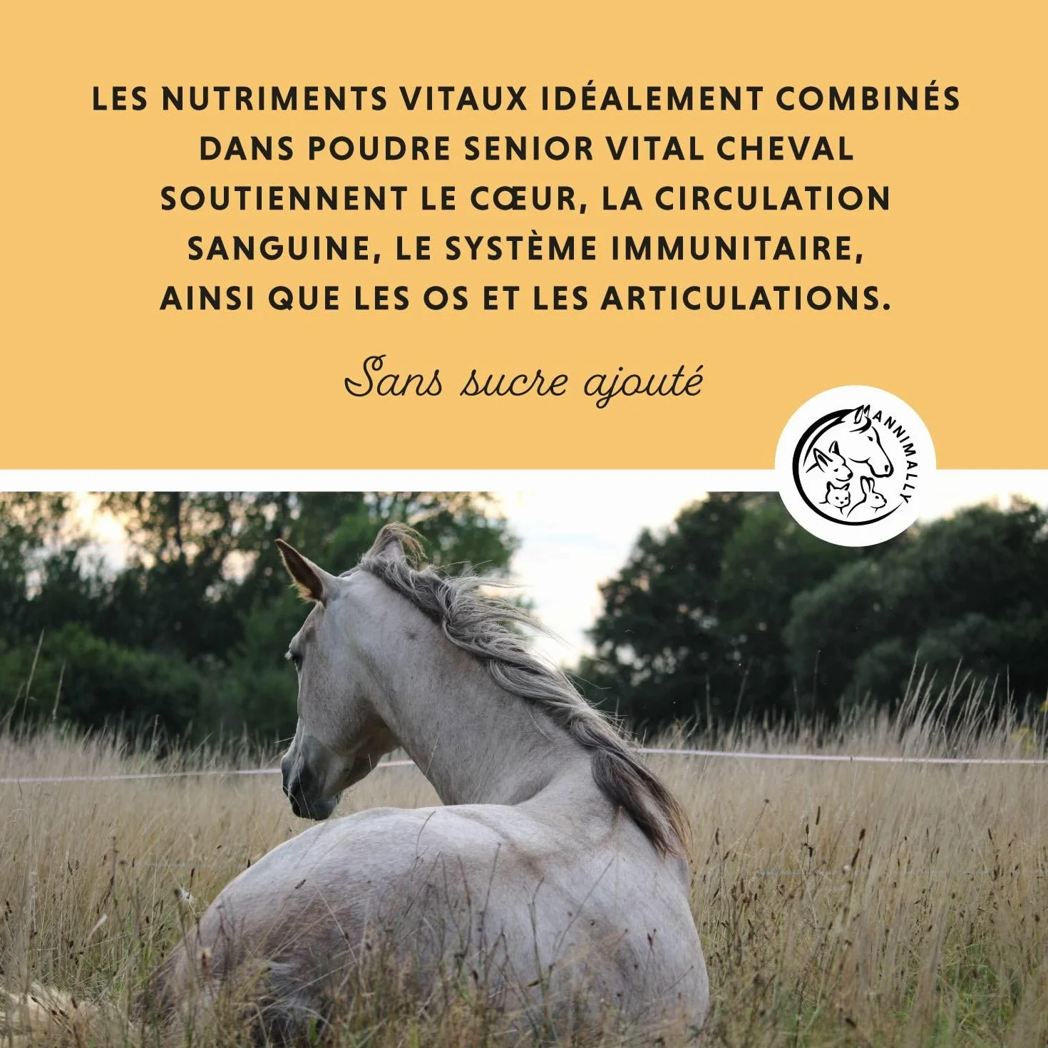 Annimally Senior Vital Poudre Cheval MSM Pépin de Raisin Glucosamine Griffe de Diable Complément Alimentaire Senior