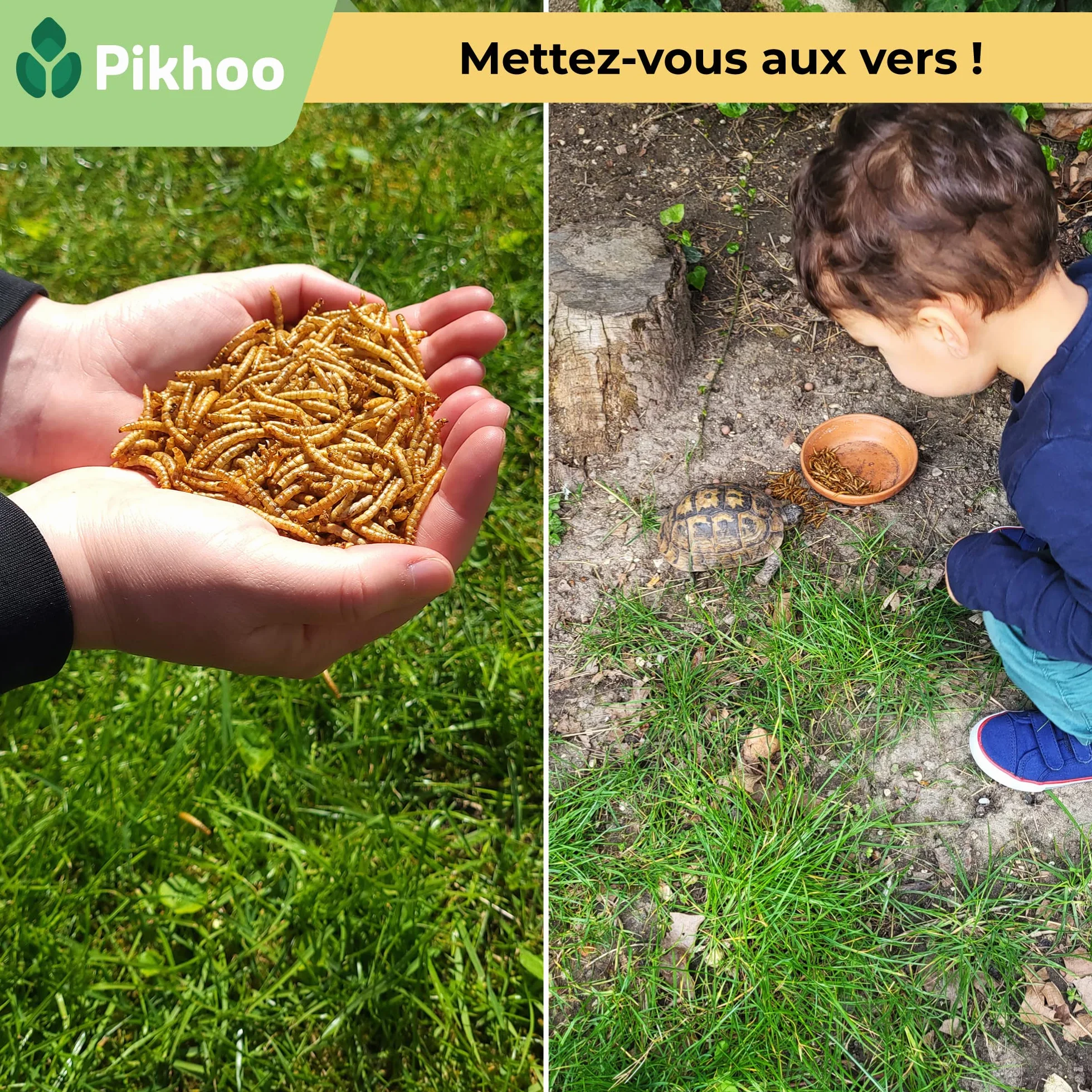 Insectes Comestibles vers de Farine Séchés 2kg Nourriture Oiseaux