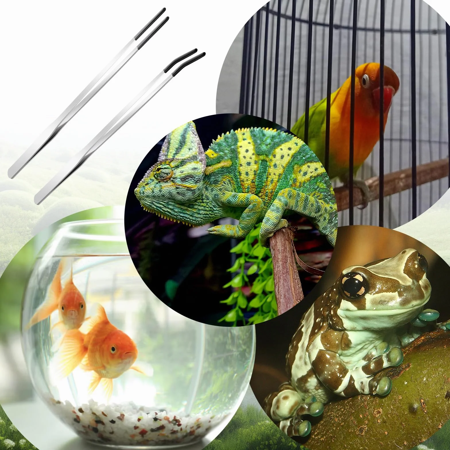 Lot de 2 pinces extra longues en acier inoxydable pour reptiles aquarium terrarium