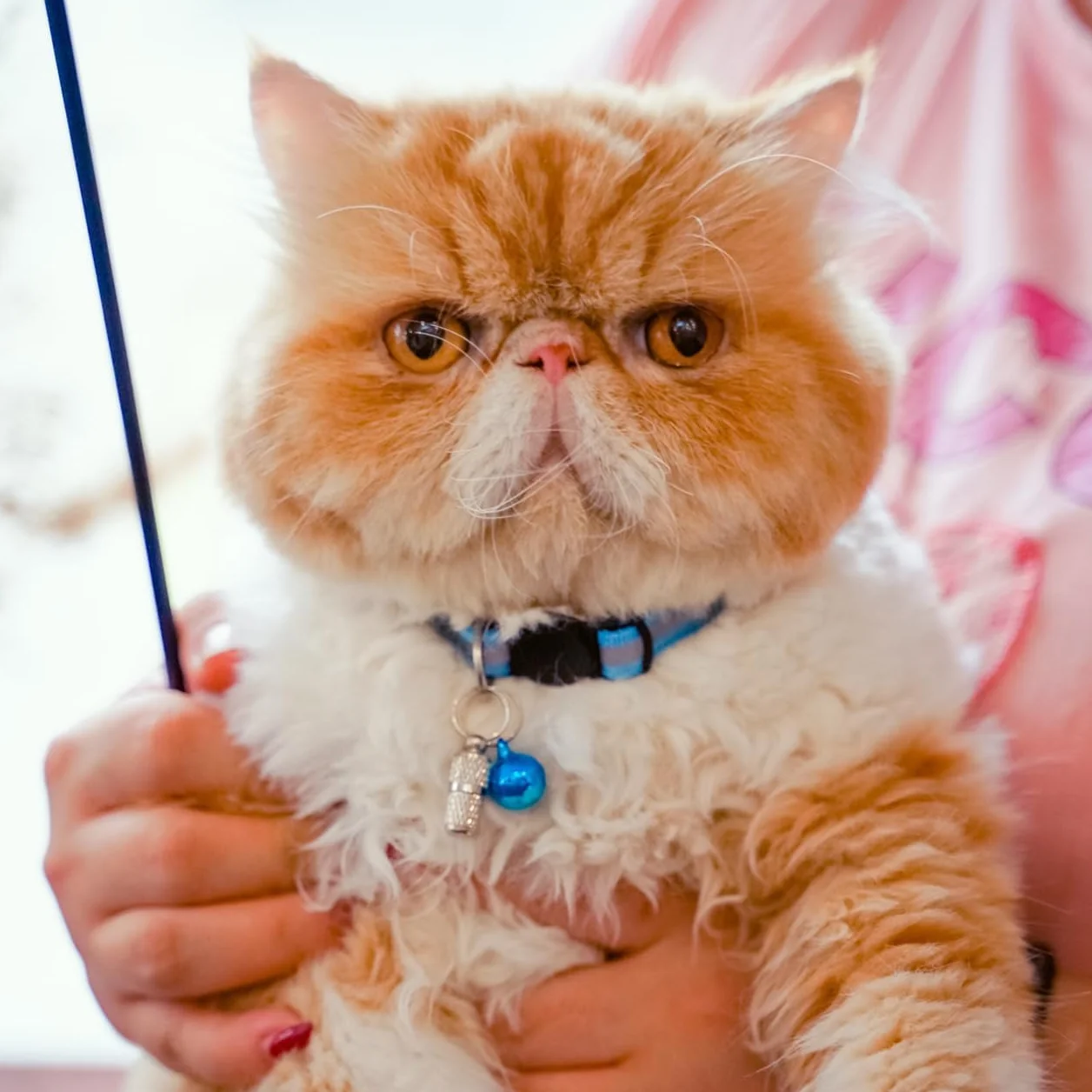 Collier Chat Réfléchissant Anti-étranglement avec Cloche, Réglable, 12 Couleurs, 2 Étiquettes Anti-Perte