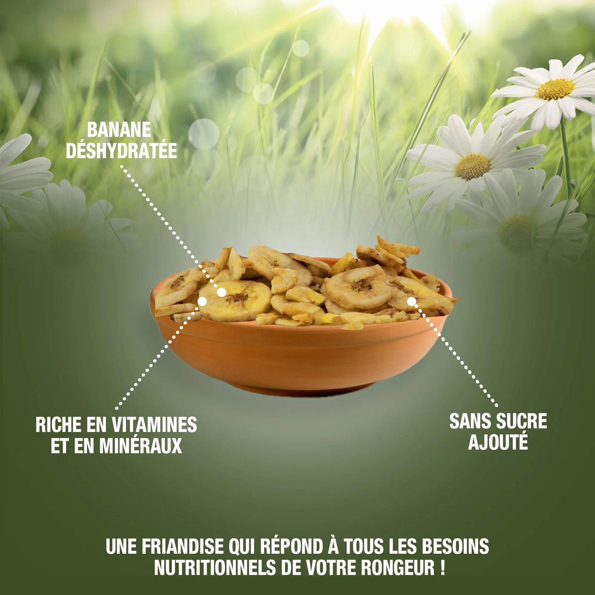 Riga Chips de Banane Séchée Friandise Naturelle pour Rongeurs Riche en Vitamines et Minéraux sans Additifs 50G
