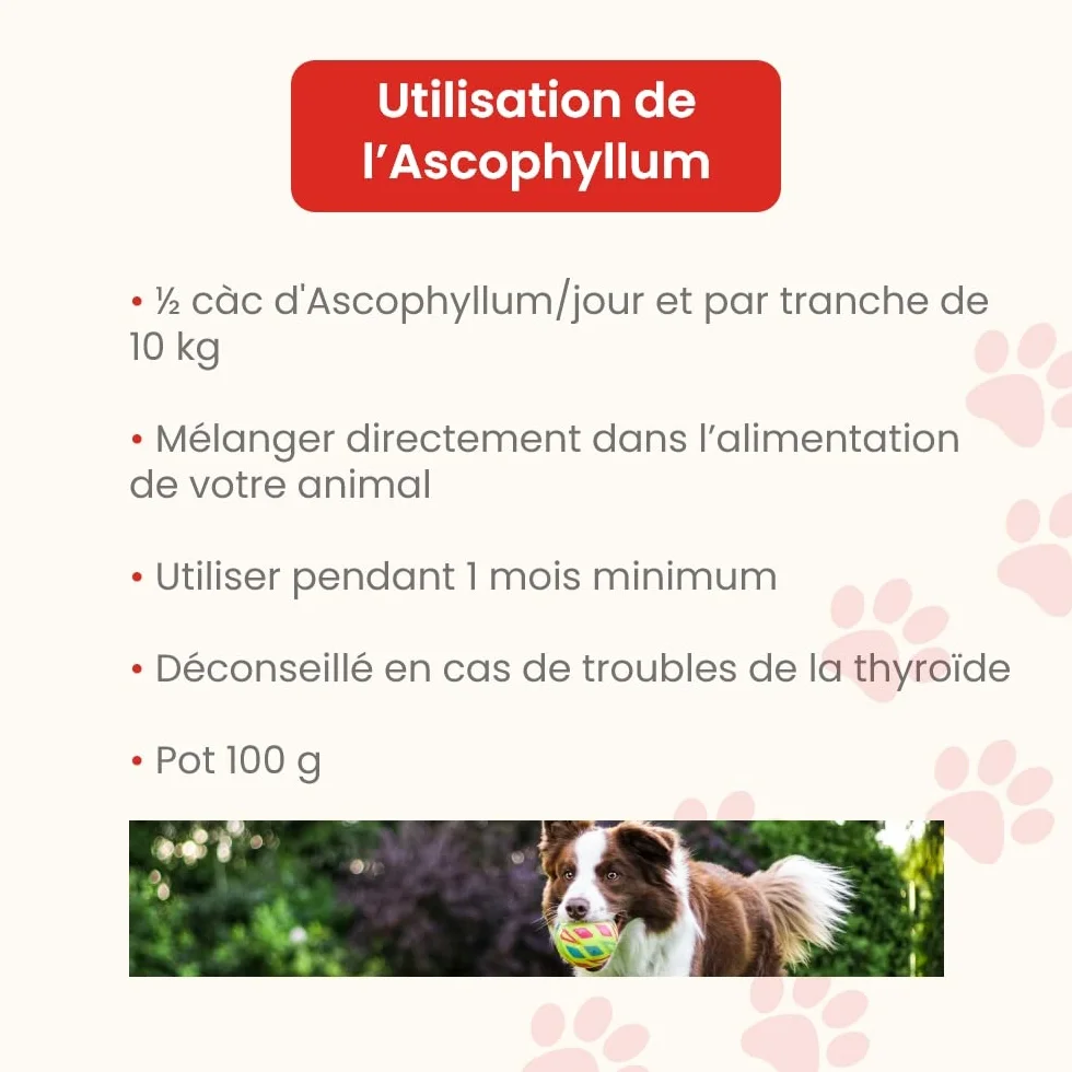 Ascophyllum nodosum en Poudre pour Chiens et Chats - Hygiène bucco-Dentaire - Pot 100 g - Développé en France