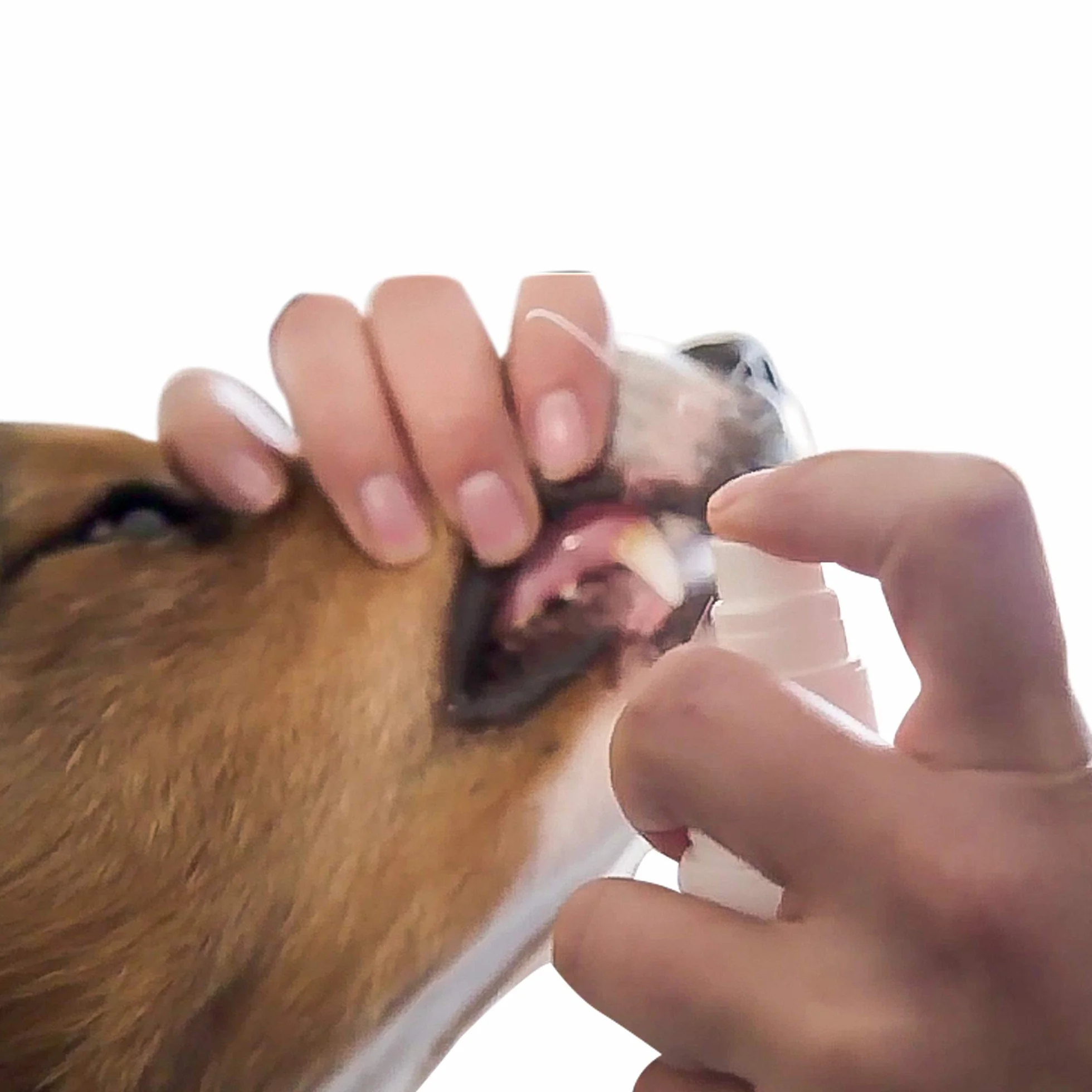 BEAPHAR Spray dentifrice chien chat 150 ml élimine plaque dentaire tartre mauvaise haleine