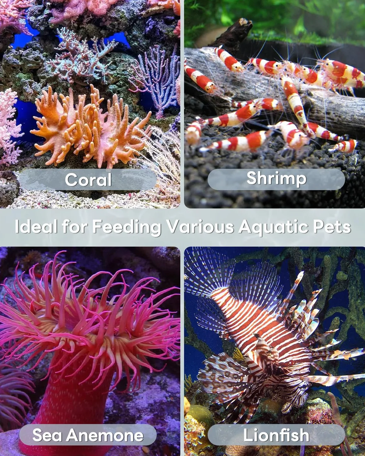 Pawfly 2 pièces Aquarium Mangeur de coraux 35 cm Pipette Longue pour Nourrisseur coraux Seringue Acrylique Poissons Récifs