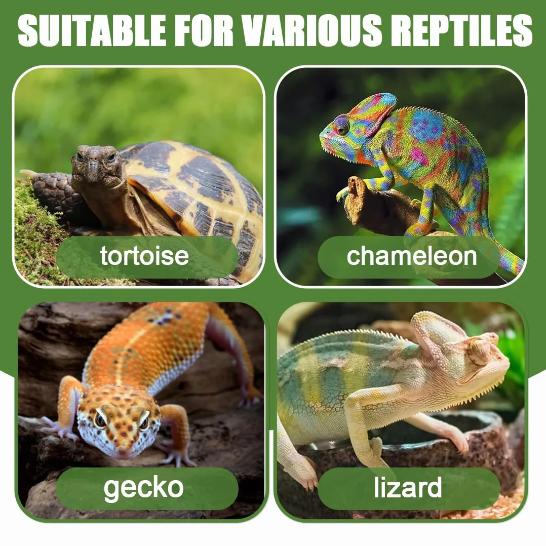 Terrarium Tortue Terrestre 2 Pièces Bols Eau Nourriture Reptiles Vert
