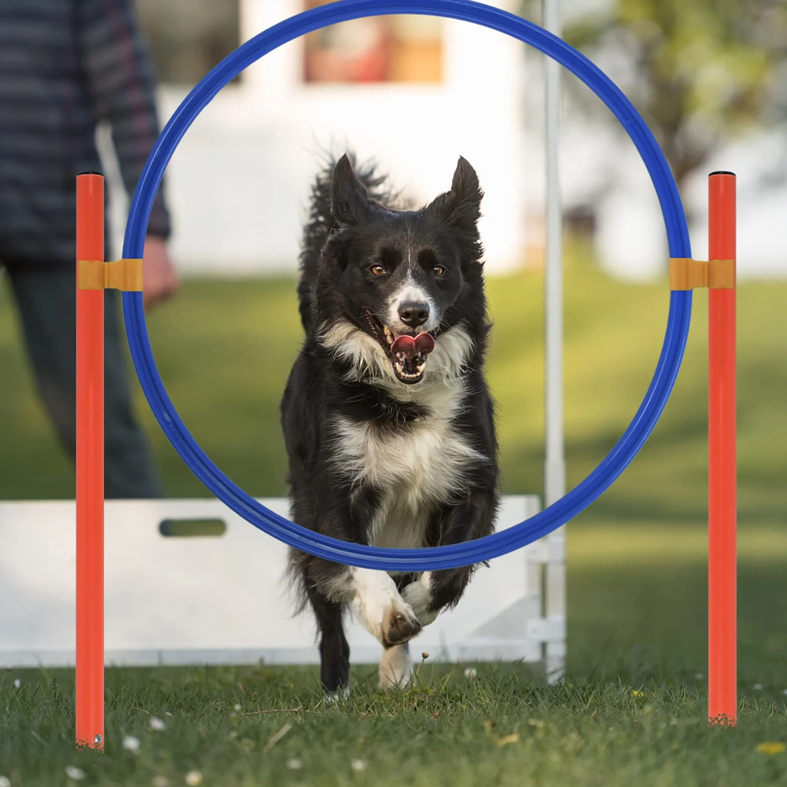 Kit d'équipement d'agilité pour chiens avec tunnel, barres de slalom réglables en hauteur et sac de transport