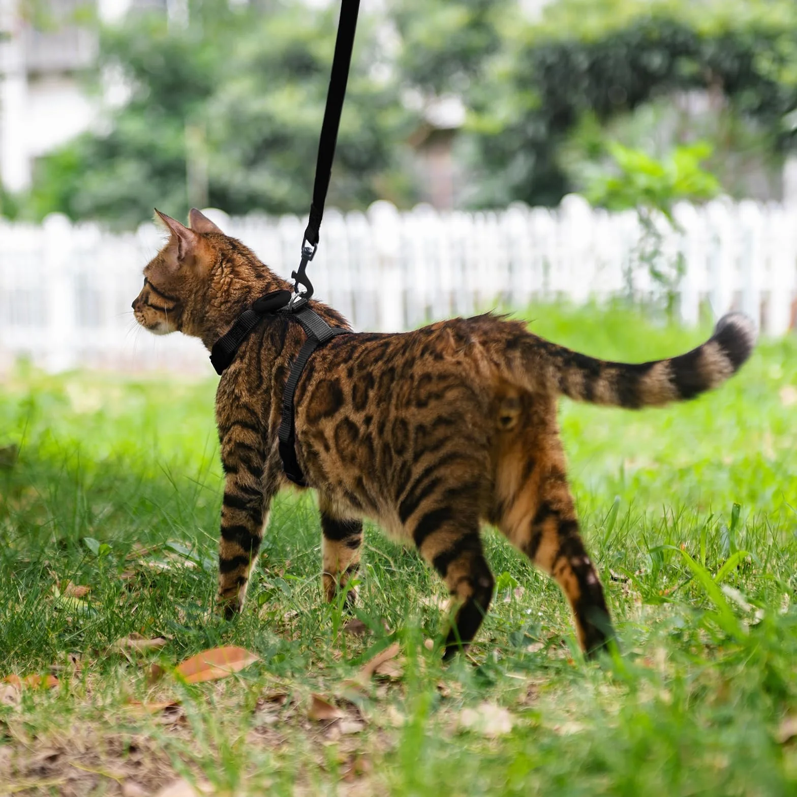 Harnais Anti-Fugue pour Chaton avec Support Airtag, Gilet Réglable Léger (Noir)