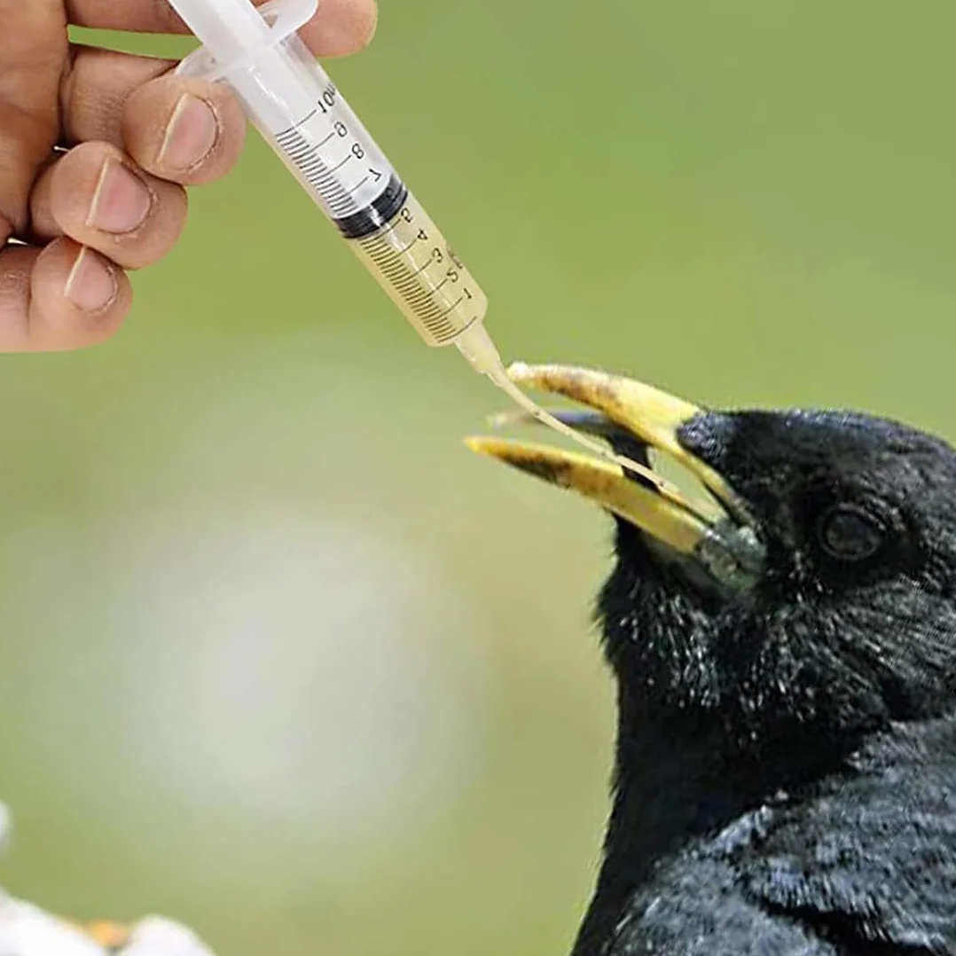 IKOPFLN Kit nourrissage oiseau 9 pièces - Seringue 10ml pour perroquets - Accessoire éleveurs