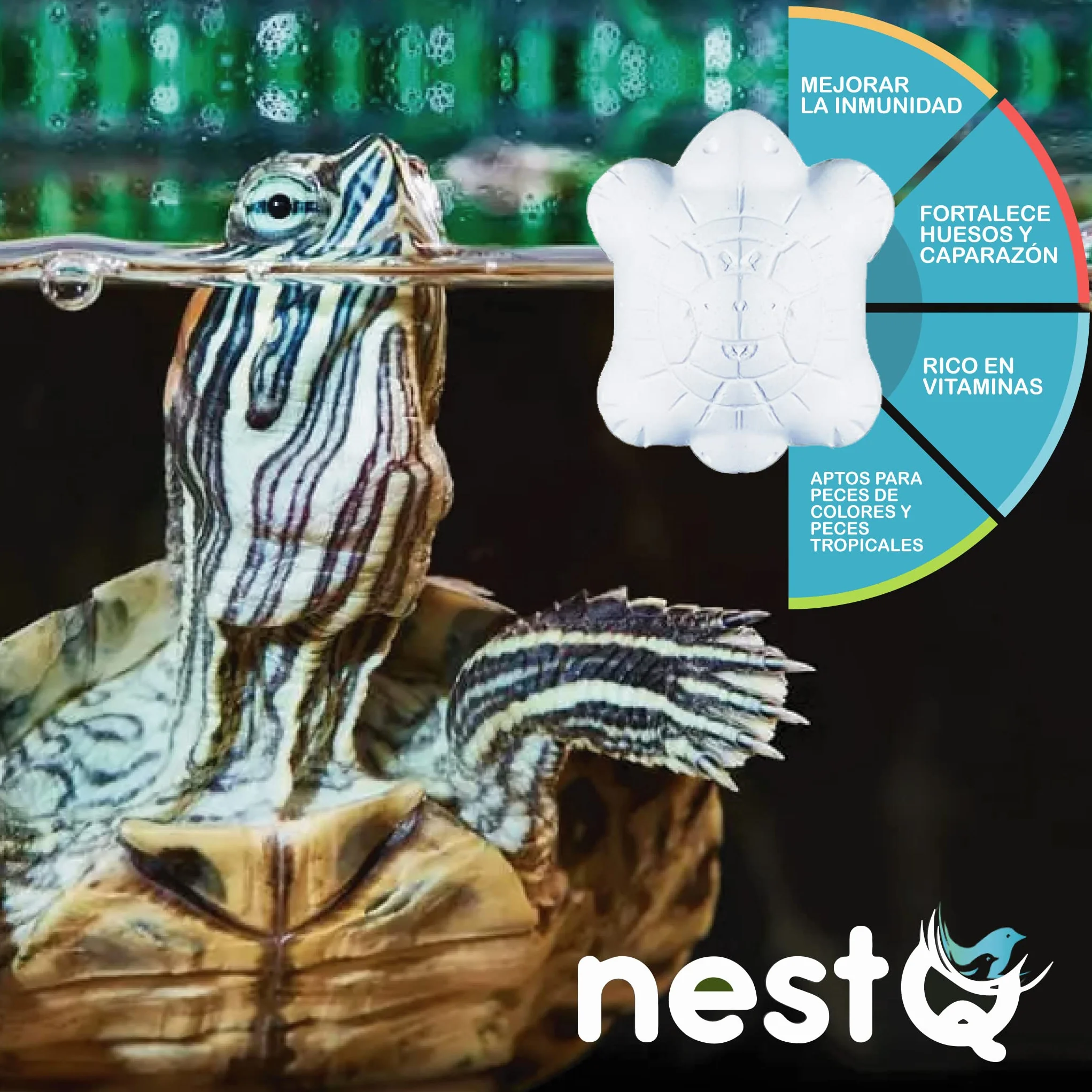 Blocs De Calcium pour Tortues Lot de 10 Purifie L'Eau Neutralise Les Odeurs Renforce La Carapace avec Vitamine B1 5cm