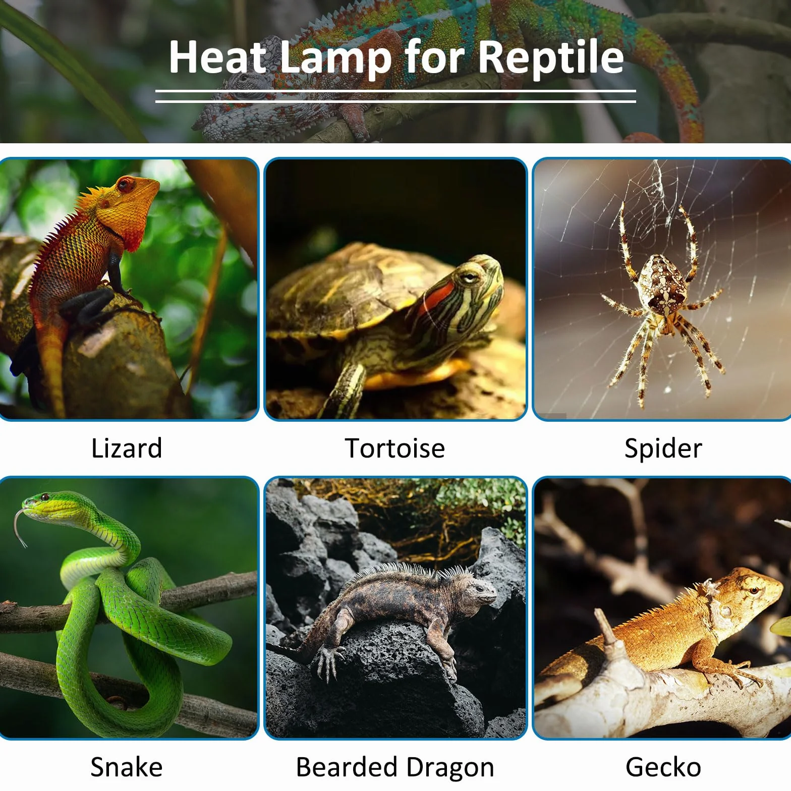 Ampoule Chauffante Terrarium 100W UVA E27 R80 Basking Spot AC 220V Reptile