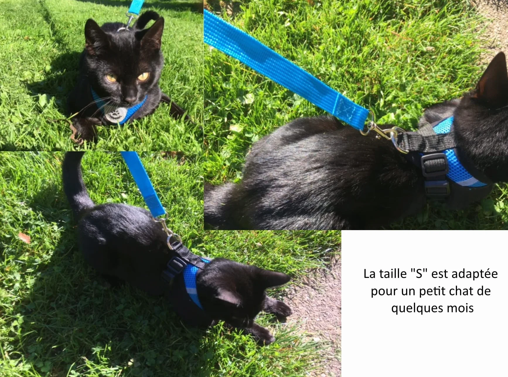 Harnais S Bleu aéré pour chat chiot laisse offerte même couleur LIFE UTILITY petit animal anti-traction réglable 4 tailles 5 couleurs