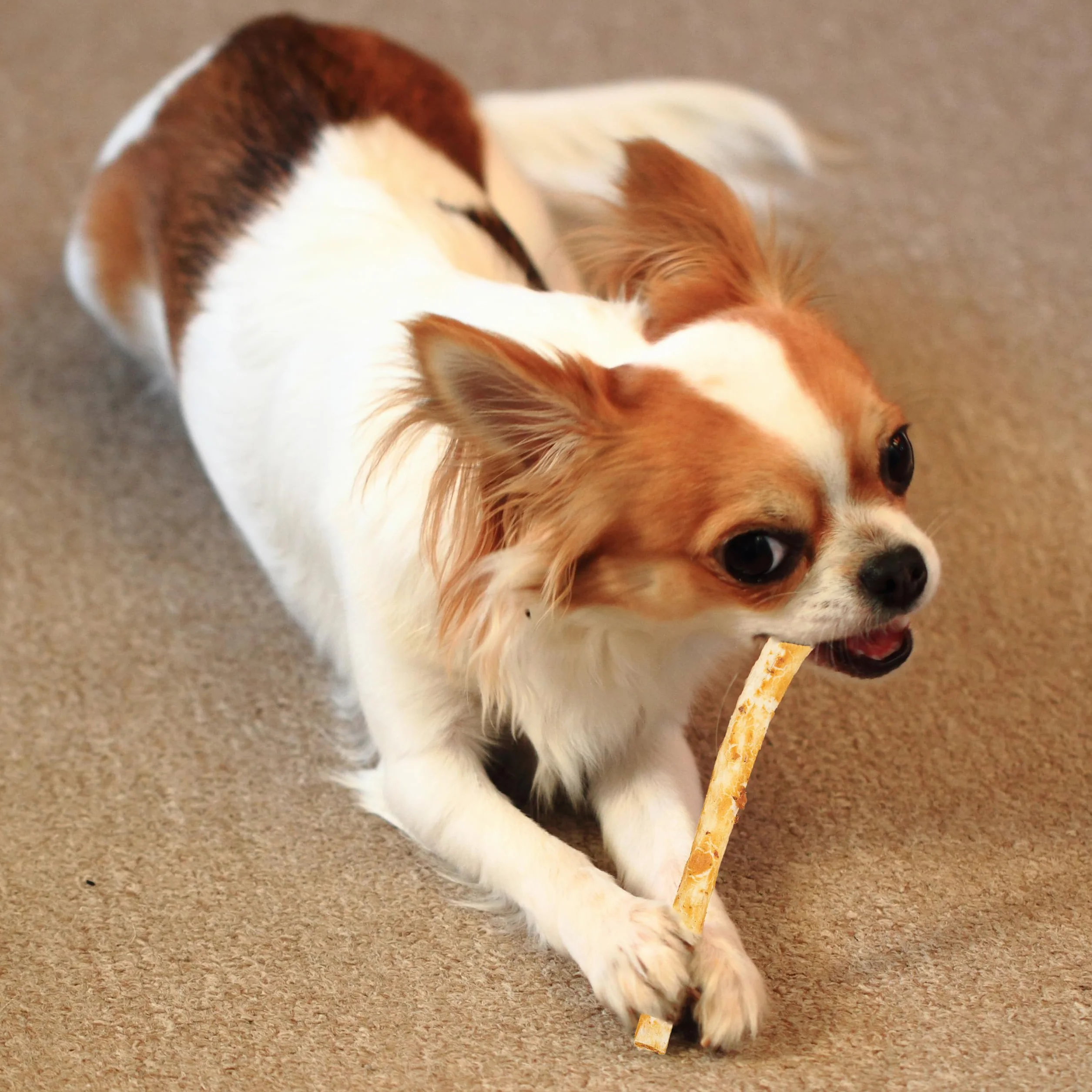 TWIST STIX au Bœuf