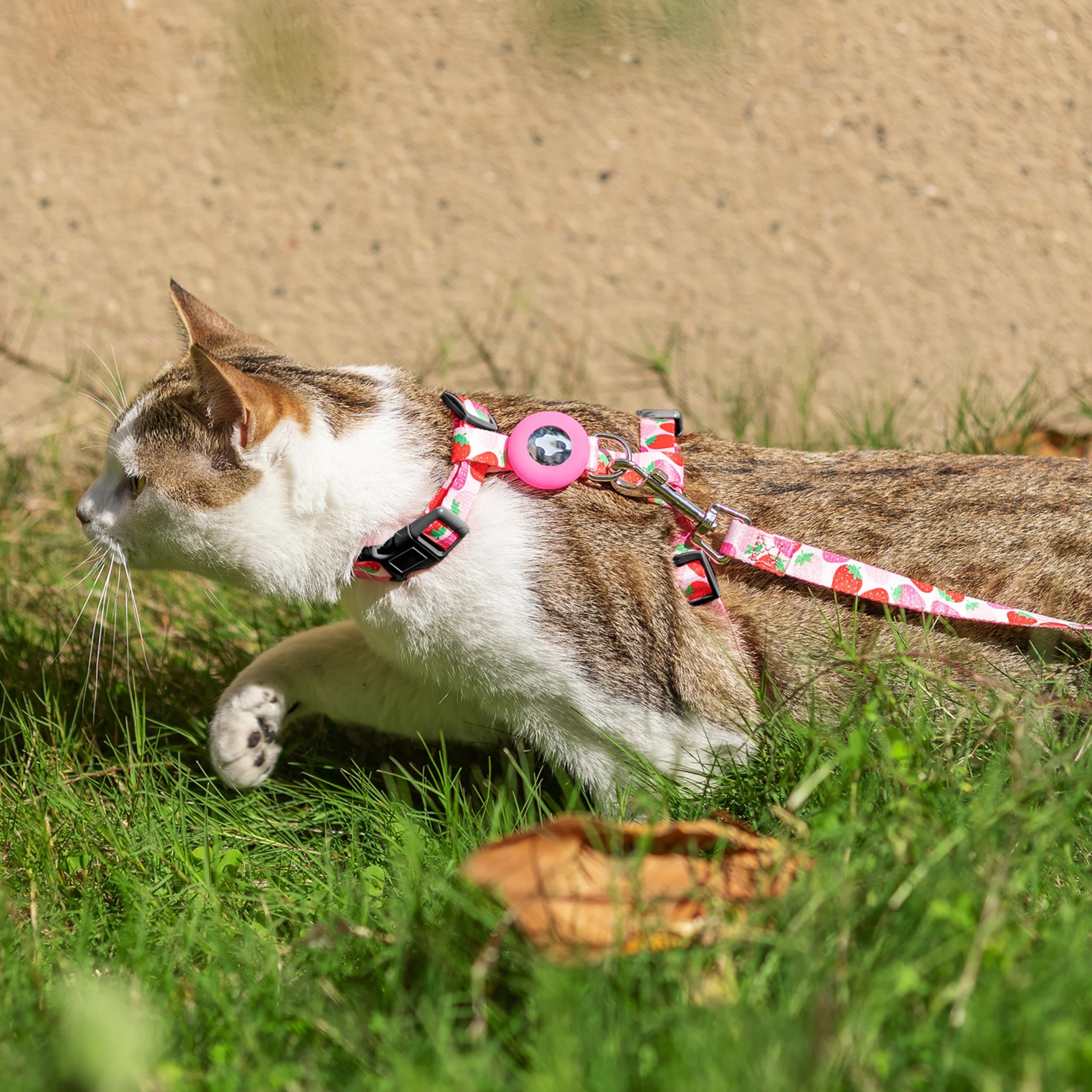Harnais et Laisse Anti-Fugue pour Chat avec Support Airtag, Motif Strawberry, Nylon réglable