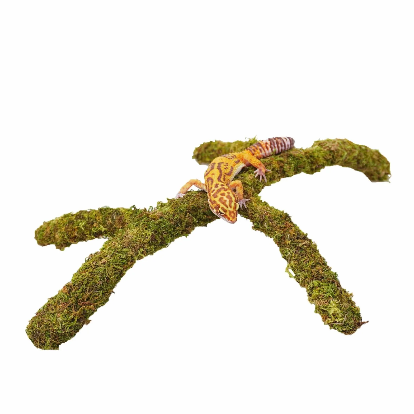 Accessoires de réservoir de gecko léopard réglables, décoration d'habitat de terrarium